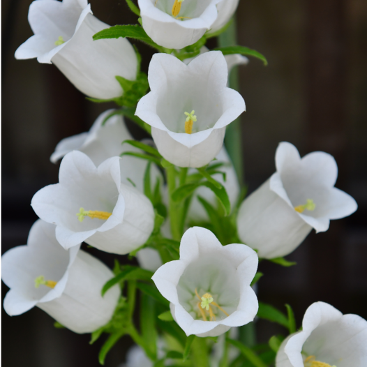 Campanule à grandes fleurs