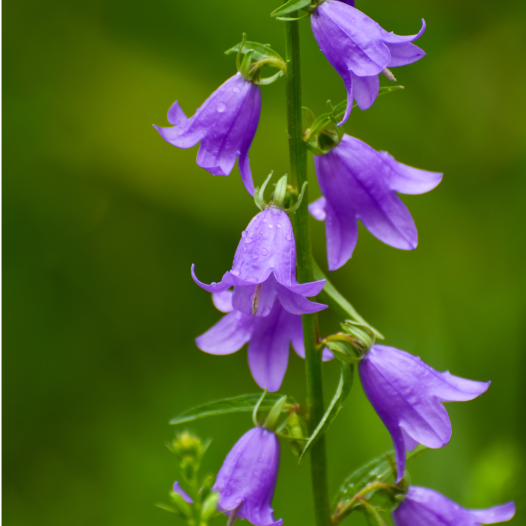 Campanule à grandes fleurs