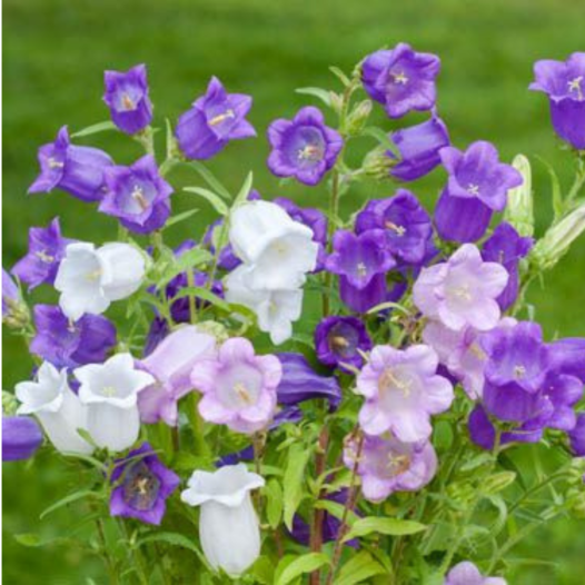 Campanule à grandes fleurs