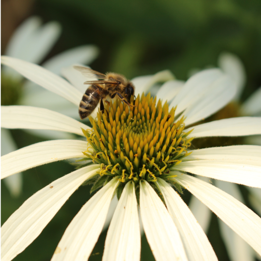 Echinacea  "White swan"