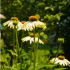 Echinacea of zonnehoed "White Swan"