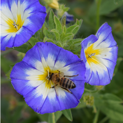 Belle de jour ou Liseron tricolore