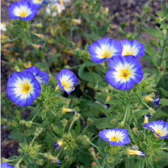 Belle de jour ou Liseron tricolore