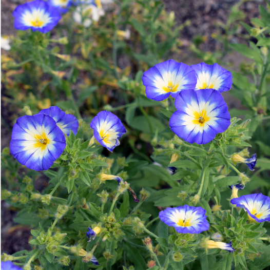 Belle de jour ou Liseron tricolore