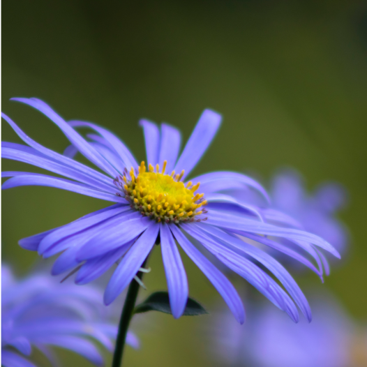 Reine-Marguerite semi-double en mélange