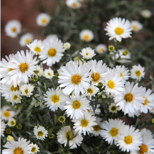 Reine-Marguerite semi-double en mélange