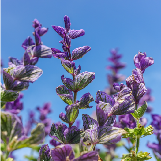 Sauge verte ou hormine en mélange