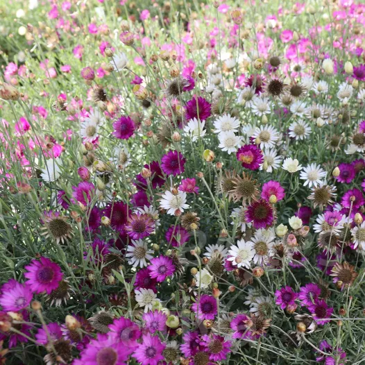 Mélange Xéranthème annuel