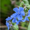 Cynoglosse charmant (ou Langue de chien bleue)
