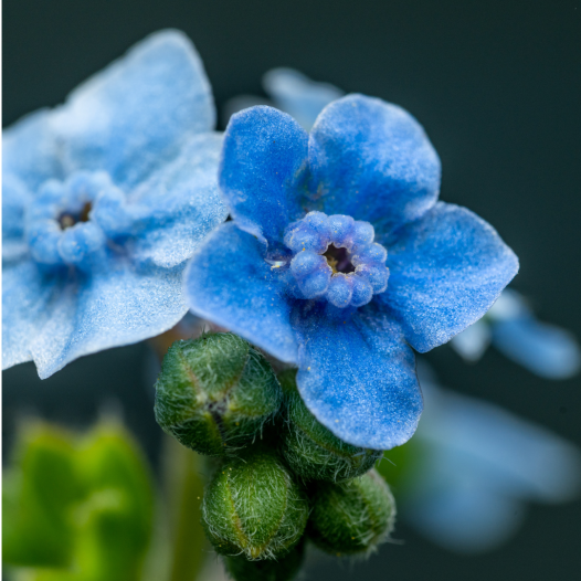 Sierhondstong (of blauwe hondstong)