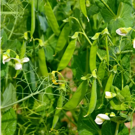 Pois nain mangetout Sugar Daddy