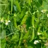 Pois nain mangetout Sugar Daddy