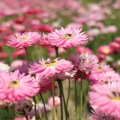 Acroclinium roseum 'Red Bonnie'