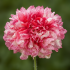 Papaver Flemsich Antique