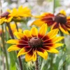Rudbeckia hérissée ‘Herbstwald’