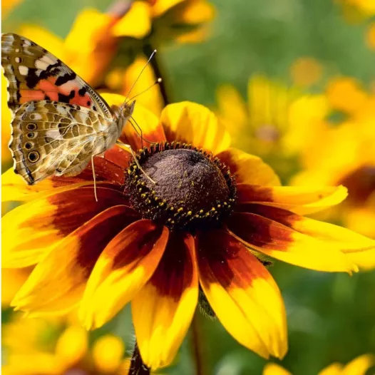 Zonnehoed of rudbeckia ‘Herbstwald’