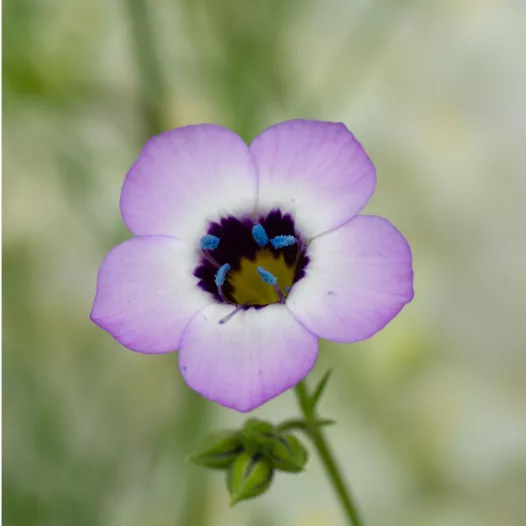 Driekleurige gilia