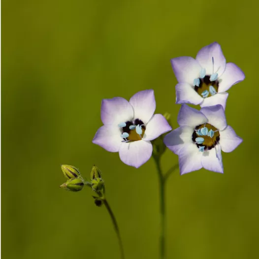 Gilia tricolore