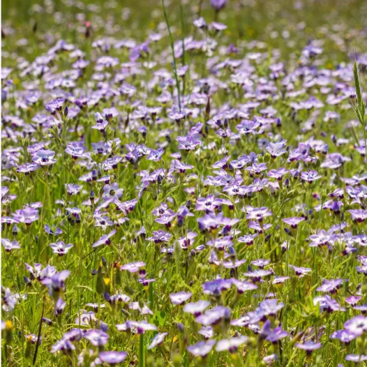 Driekleurige gilia