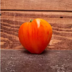 Tomate coeur de boeuf Russian 117