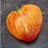 Tomate coeur de boeuf Russian 117 bio - Semailles