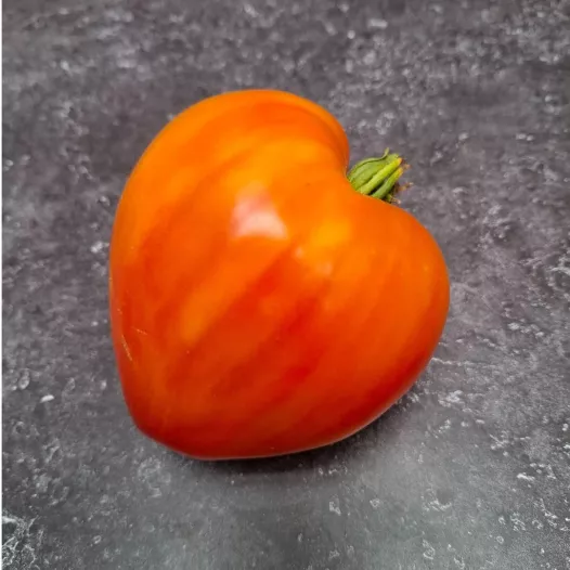 Tomate coeur de boeuf Russian 117 bio - Semailles