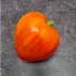 Tomate coeur de boeuf Russian 117 bio - Semailles