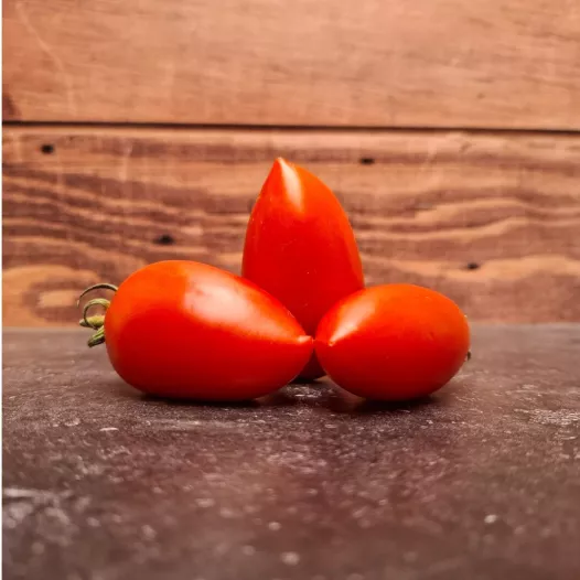 Tomate Prolifique de Falisolle - Semailles