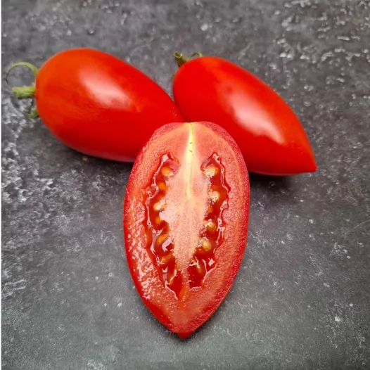 Tomate Prolifique de Falisolle - Semailles