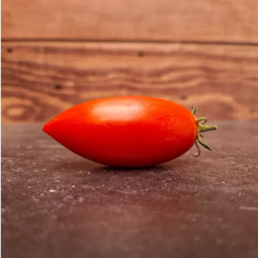 Tomate Prolifique de Falisolle - Semailles