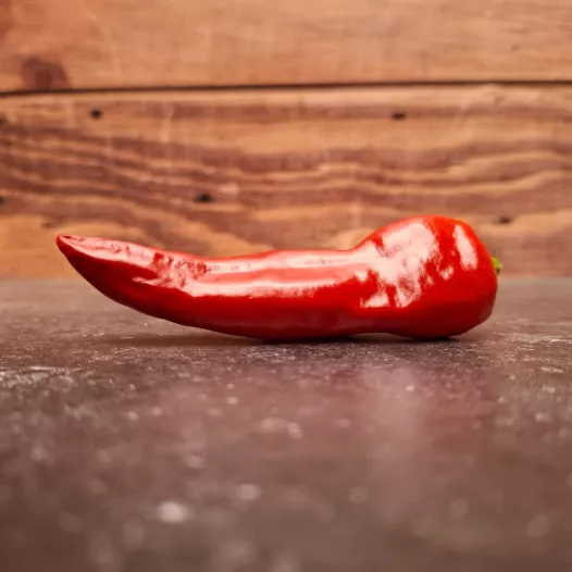 Piment d'Espelette bio - Semailles