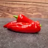 Piment fort d’Espelette - 1 plant