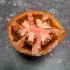 Tomate Noire Russe Charbonneuse