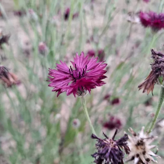 Korenbloem Noir Black Ball