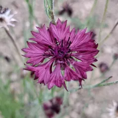 Korenbloem Noir Black Ball