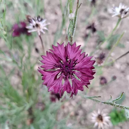 Korenbloem Noir Black Ball