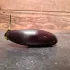 Aubergine Astrakom (buiten)
