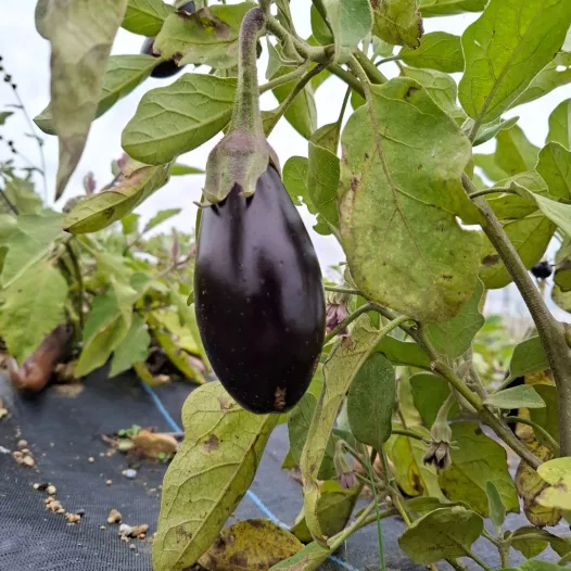 Aubergine Astrakom