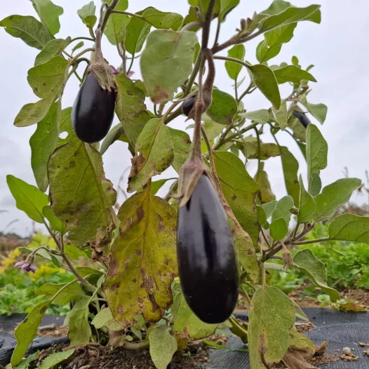 Aubergine Astrakom