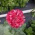 Papaver Flemsich Antique