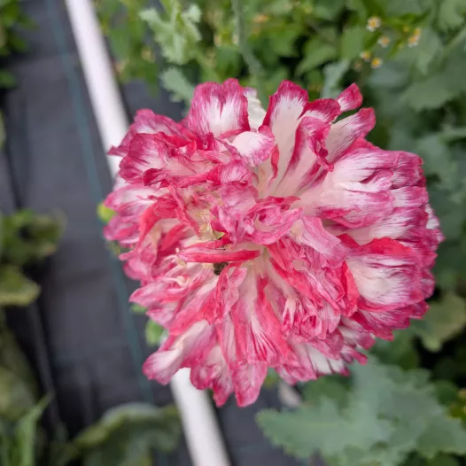 Papaver Flemsich Antique