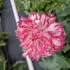 Papaver Flemsich Antique