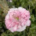 Papaver Flemsich Antique