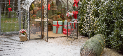 Chou cabus d’hiver de Vaugirard