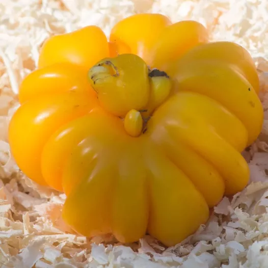 Tomaat Jaune côtelée de Montlouis