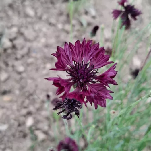 Korenbloem Noir Black Ball