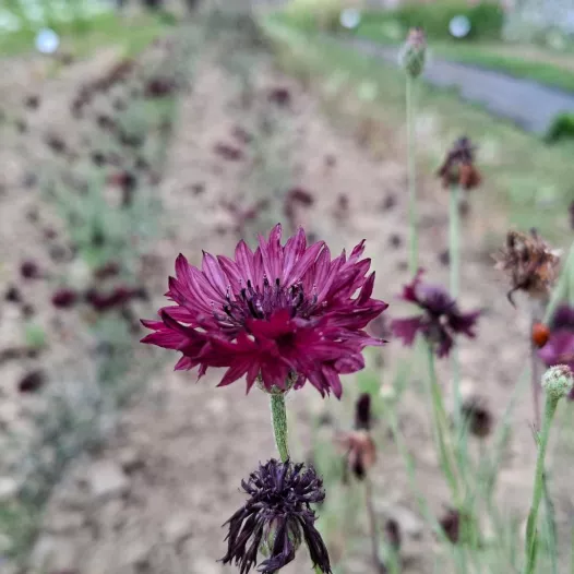 Korenbloem Noir Black Ball