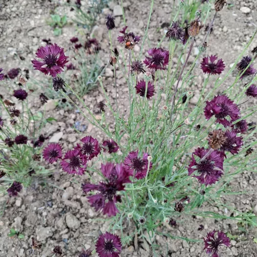 Korenbloem Noir Black Ball