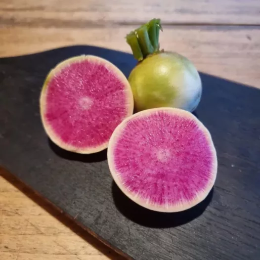 Radis d'hiver red meat