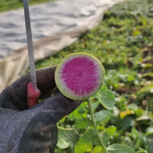 Winter-radijs red meat